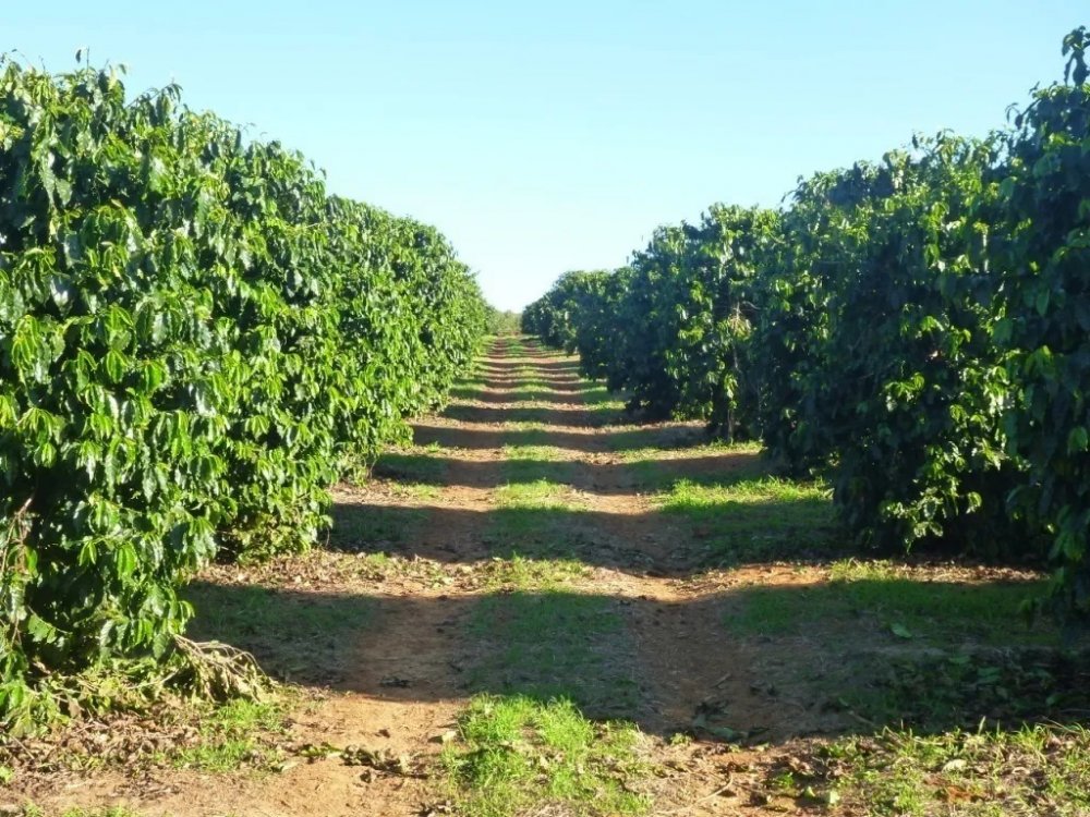 Fazenda - Venda - So Francisco - Patrocnio - MG