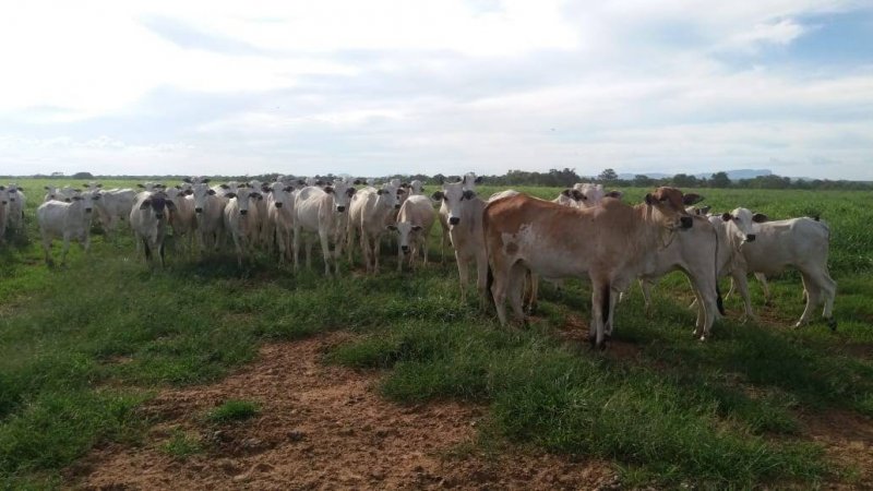 Fazenda - Venda - Centro - Taguatinga - TO