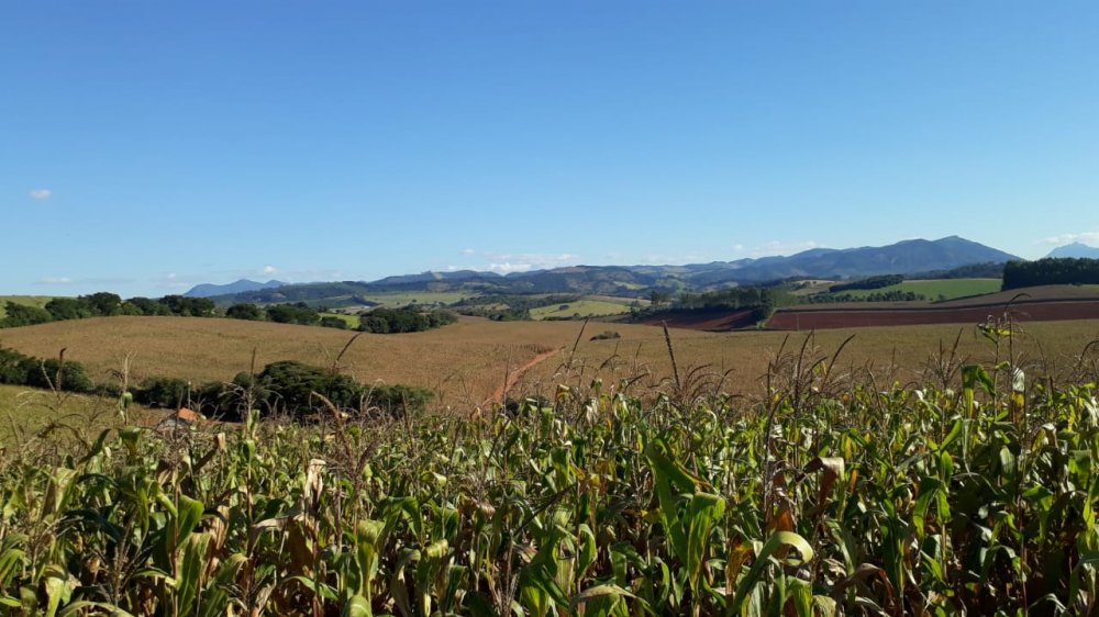 Fazenda - Venda - . - Jesunia - MG