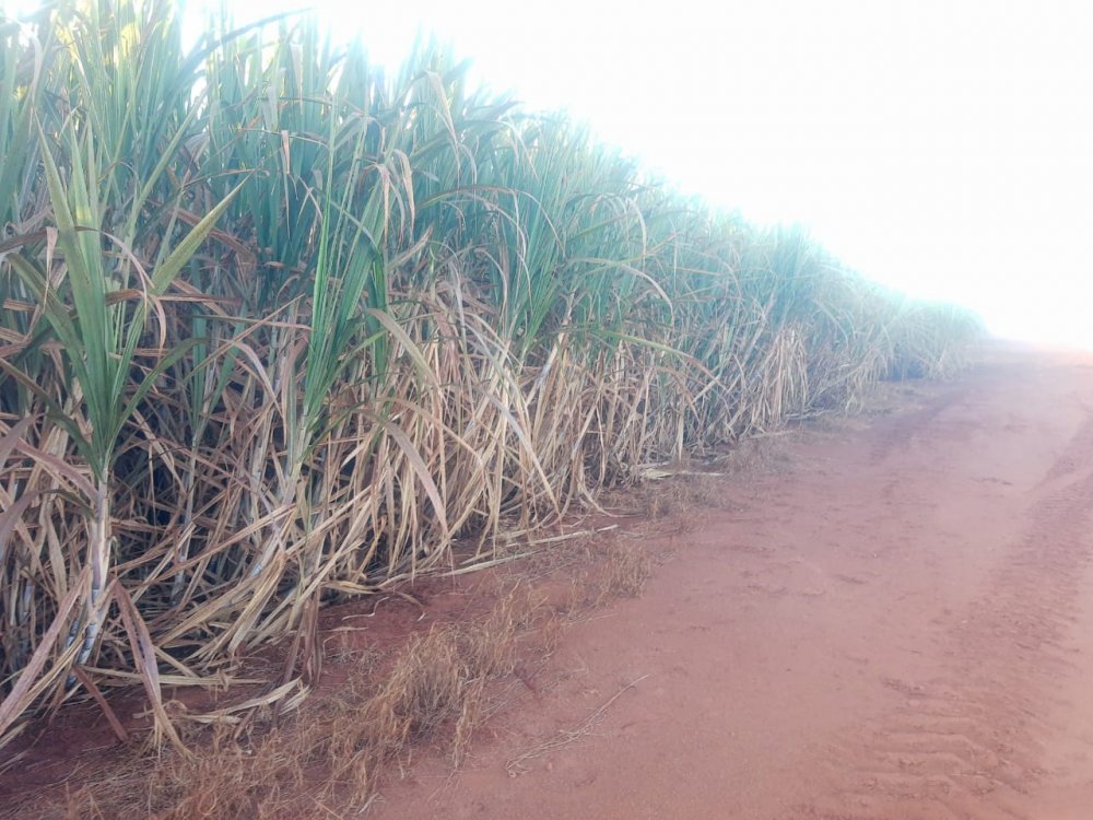 Fazenda - Venda - Centro - Campinas - SP