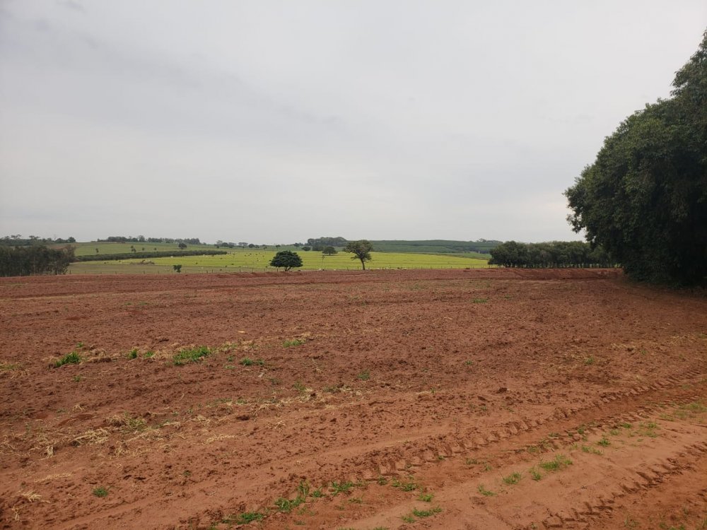 Fazenda - Venda - . - Palestina - SP