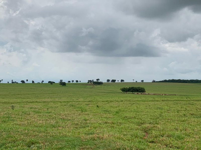 Fazenda - Venda - Centro - Ourinhos - SP