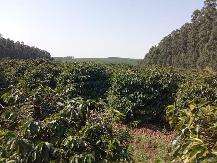 Fazenda - Venda - . - Ribeiro do Pinhal - PR