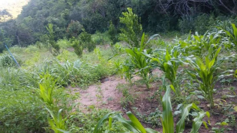 Fazenda - Venda - . - Itinga - MG