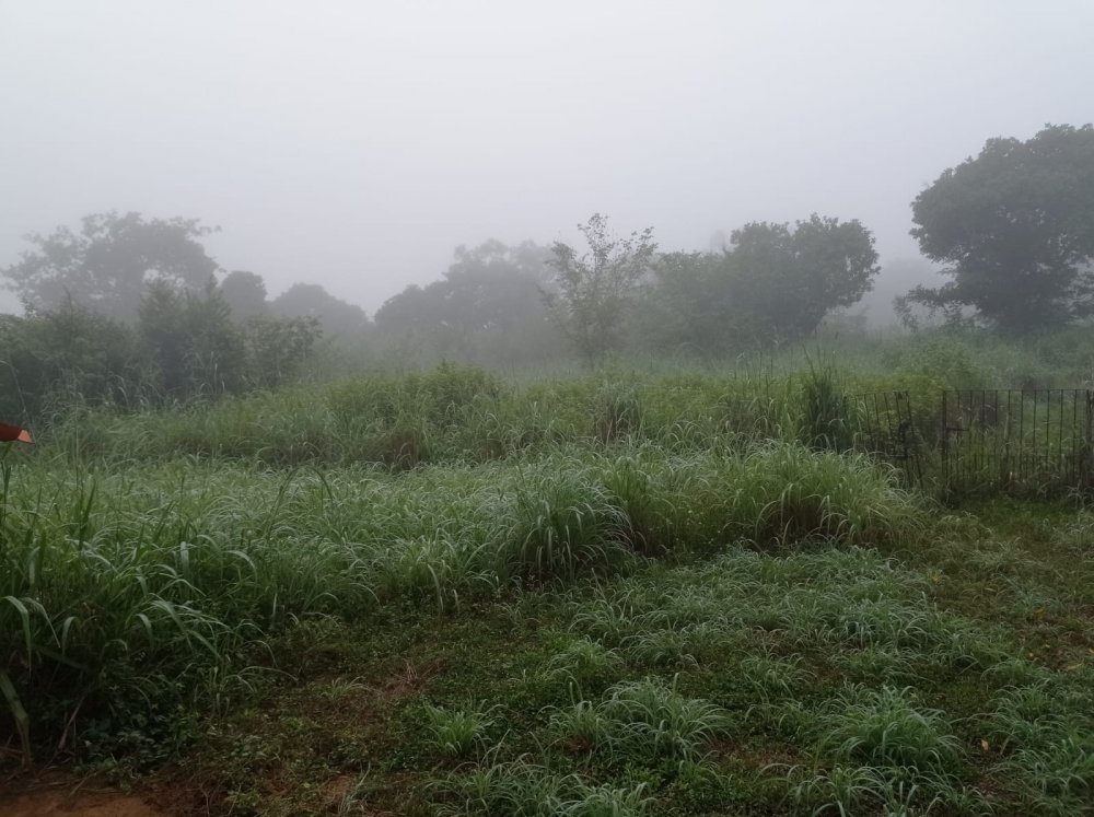 Fazenda - Venda - rea Rural de Floriano - Floriano - PI