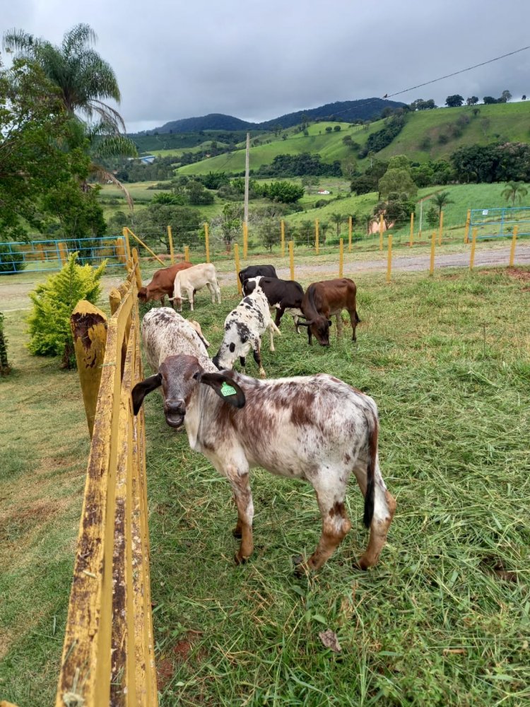 Fazenda - Venda - . - So Gonalo do Sapuca - MG