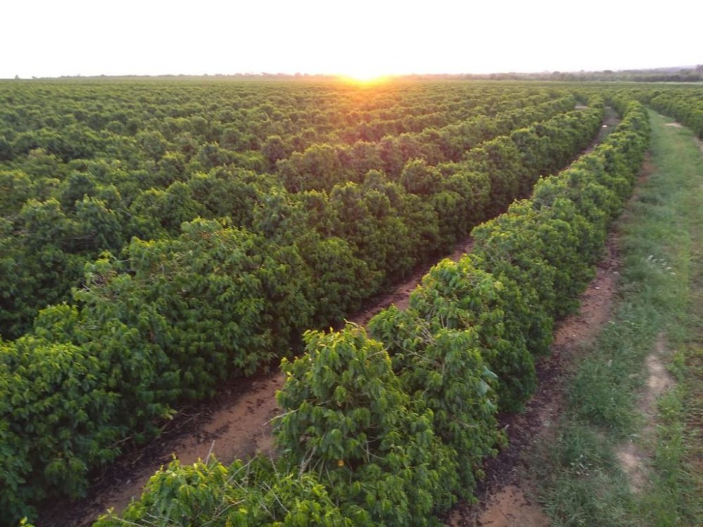 Fazenda - Venda - . - Bonfinpolis de Minas - MG