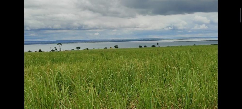 Fazenda - Venda - rea Rural - Martinpolis - SP