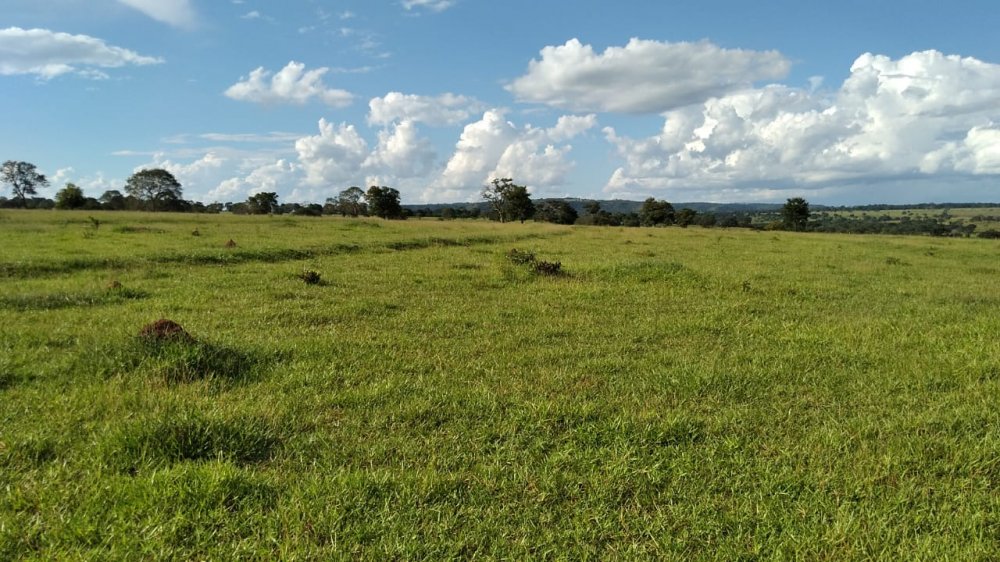 Fazenda - Venda - . - Campina Verde - MG