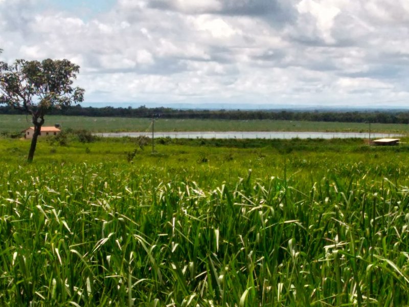 Fazenda - Venda - Primavera - Paracatu - MG