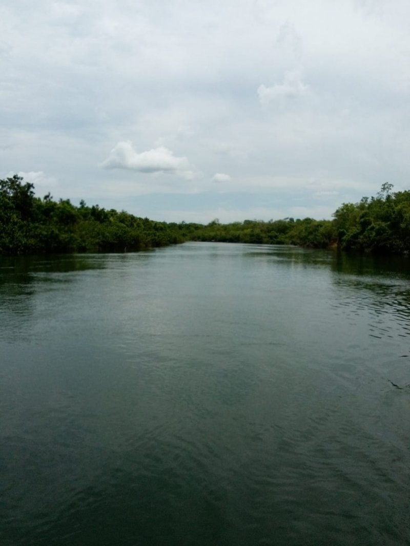 Fazenda - Venda - . - Divinpolis do Tocantins - TO