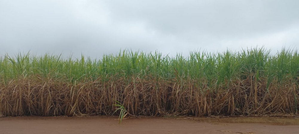 Fazenda - Venda - . - Regente Feij - SP