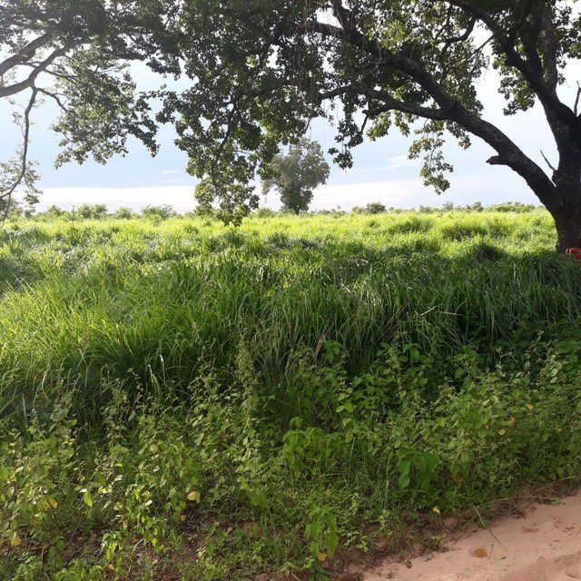 Fazenda - Venda - Centro - Taguatinga - TO