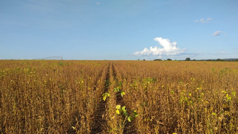 Fazenda - Venda - . - Arinos - MG